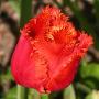 tulipe_r_f_4540.jpg