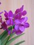cathy:orchidees:ascocenda_cerise_magic:p1060888retouche.jpg