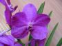 cathy:orchidees:ascocenda_cerise_magic:p1060889retouche.jpg
