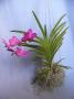 cathy:orchidees:ascocenda_cerise_magic:p1100750.jpg