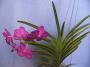 cathy:orchidees:ascocenda_cerise_magic:p1100751.jpg