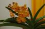 cathy:orchidees:ascocenda_hyb_01:dsc_0132.jpg