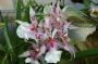 cathy:orchidees:beallara_peggy_ruth_carpenter:bealpegg01.jpg
