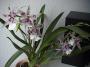 cathy:orchidees:beallara_peggy_ruth_carpenter:bealpegg02.jpg