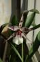 cathy:orchidees:beallara_peggy_ruth_carpenter:dsc_0013.jpg