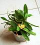 cathy:orchidees:gastrochilus_japonicus:gastjapo01.jpg