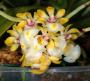 cathy:orchidees:gastrochilus_japonicus:gastjapo02.jpg