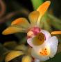 cathy:orchidees:gastrochilus_japonicus:gastjapo03.jpg