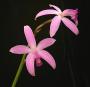 cathy:orchidees:laelia_crispata:laelcris02.jpg