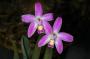 cathy:orchidees:laelia_crispata:laelcris03.jpg