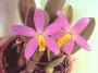 cathy:orchidees:laelia_longipes:laellong02.jpg
