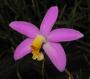 cathy:orchidees:laelia_longipes:laellong03.jpg
