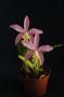 cathy:orchidees:laelia_lucia_de_valec:dsc_0149.jpg