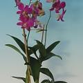 dendrophal01.jpg