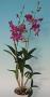 cathy:orchidees:liste:dendrophal01.jpg