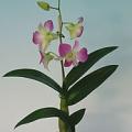 dendrophal02.jpg