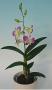 cathy:orchidees:liste:dendrophal02.jpg
