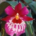 miltoniopsis01.jpg
