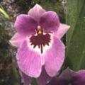 miltoniopsis02.jpg
