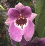cathy:orchidees:liste:miltoniopsis02.jpg