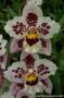cathy:orchidees:liste:odonto01.jpg