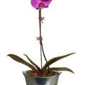 phal01.jpg