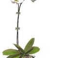 phal02.jpg