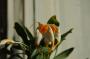 cathy:orchidees:masdevallia_aquarius:dsc_0028.jpg
