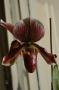 cathy:orchidees:paphiopedilum_colbert:dsc_0018.jpg