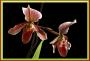 cathy:orchidees:paphiopedilum_colbert:dsc_0019_fond_noir_cadre2.jpg