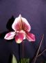 cathy:orchidees:paphiopedilum_colbert:p1100624.jpg