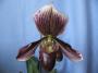 cathy:orchidees:paphiopedilum_colbert:p1100733.jpg