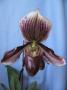 cathy:orchidees:paphiopedilum_colbert:p1100734.jpg