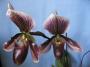 cathy:orchidees:paphiopedilum_colbert:p1100735.jpg