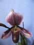 cathy:orchidees:paphiopedilum_colbert:p1100736.jpg