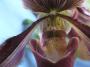 cathy:orchidees:paphiopedilum_colbert:p1100738.jpg