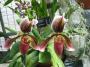 cathy:orchidees:paphiopedilum_colbert:paphcolb01.jpg