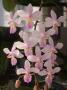 cathy:orchidees:phalaenopsis_lindenii:phallind02.jpg