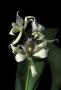 cathy:orchidees:prosthechea_aemulea:proaemu02.jpg