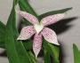 cathy:orchidees:prosthechea_garciana:progarc01.jpg