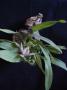 cathy:orchidees:prosthechea_garciana:progarc04.jpg