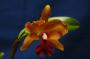 cathy:orchidees:sc_elizabeth_fulton:dsc_0150.jpg
