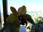 cathy:orchidees:sc_elizabeth_fulton:p1050612.jpg