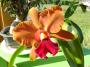 cathy:orchidees:sc_elizabeth_fulton:p1050720.jpg