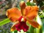 cathy:orchidees:sc_elizabeth_fulton:p1050724.jpg