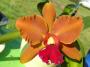 cathy:orchidees:sc_elizabeth_fulton:p1050730.jpg