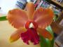 cathy:orchidees:sc_elizabeth_fulton:p1050745.jpg