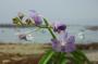 cathy:orchidees:vanda_hyb_01:dsc_0002.jpg