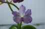 cathy:orchidees:vanda_hyb_01:dsc_0003.jpg