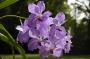 cathy:orchidees:vanda_hyb_01:dsc_0087.jpg